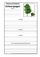 Pflanzensteckbrief-Schwarzpappel.pdf